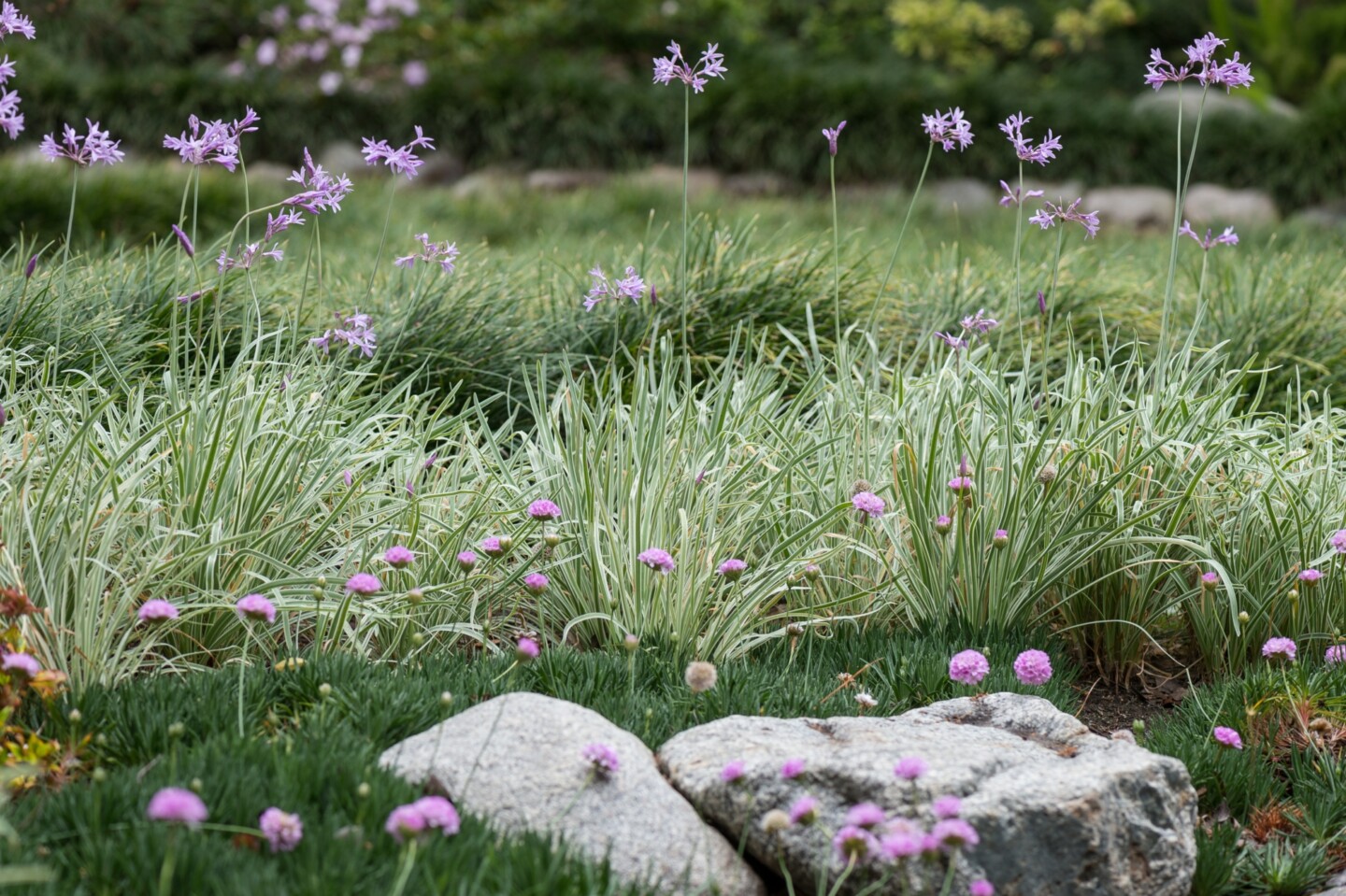 Nature 1