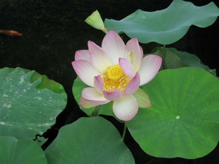 Lotus At Mother Center Exp